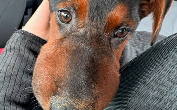 Photo courtesy of Regional Animal Services of King County (RASKC)