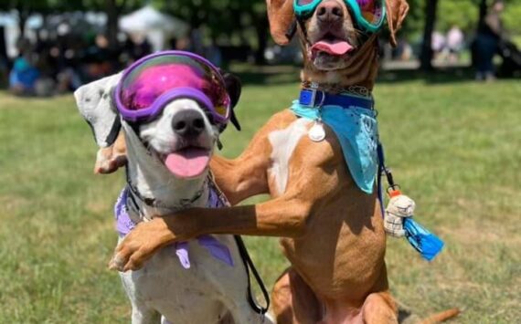 A scene from a past Petpalooza. Courtesy photo