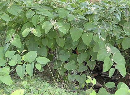 Knotweed is invasive and hard to control.