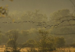 Auburn photographer Jay Galvin  explores the region to document and communicate the diversity of wildlife that exists amongst us. His work is currently being showcased at the Auburn Avenue Theater.