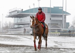 Veteran jockey Connie Doll