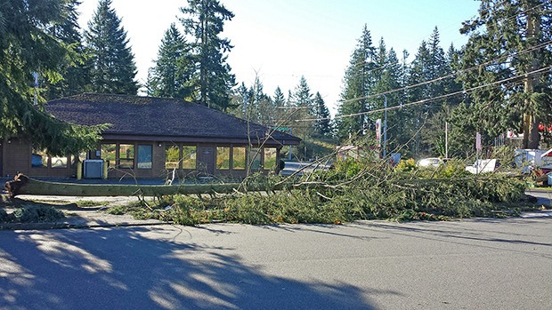 Tuesday's powerful windstorm littered roadways and parking lots with trees