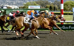 The Emerald Racing Club's first horse