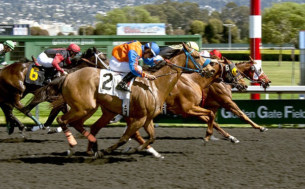 The Emerald Racing Club's first horse