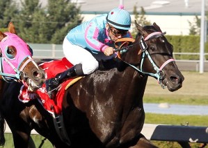 Noosito is among the 10 horses entered in the $75