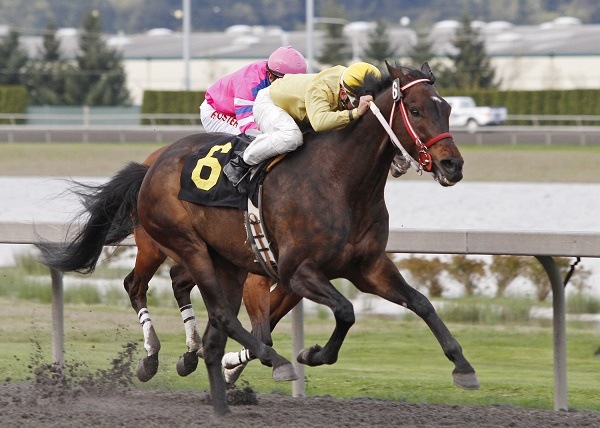 2013 Top Sprinter Polish Dollar is back in action Saturday at Emerald Downs. The 8-year-old gelding