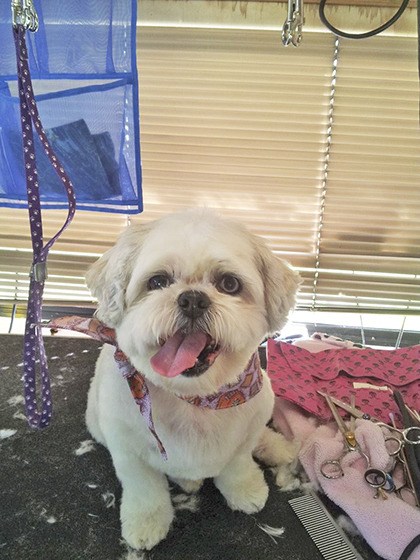 Buster received the special treatment from Mighty Moe's Mobile Grooming.