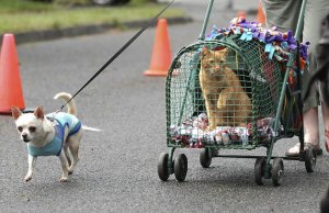 Cats and dogs of all breeds