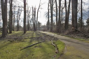 The recent storm left tree branches and limbs scattered throughout Isaac Evans Park. Crews continue to clean up after the costly storm.