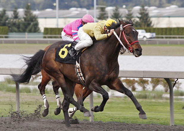 Top Sprinter Polish Dollar is back in action Saturday at Emerald Downs. The 8-year-old gelding