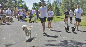 Participants and their furry friends take off at Roegner Park last Saturday to begin the inaugural Rover Romp