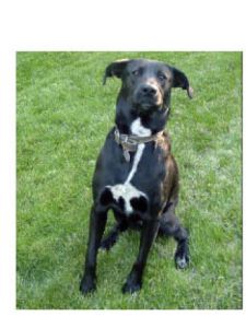 The search continues for Sasha