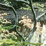 KSD to host Nov. 19 workshop on streamside property