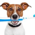 Similar to humans, dogs require regular dental maintenance to avoid diseases and ensure a lifetime of strong teeth and handsome smiles. COURTESY PHOTO