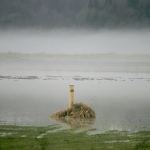 Relentless rain floods a pasture off West Valley Highway in Kent. DENNIS BOX, Reporter