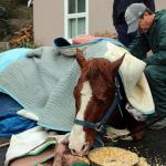 A veterinarian treats the horse after it was pulled from a swimming pool at a rural Auburn residence early Wednesday morning. COURTESY PHOTO, Mountain View Fire & Rescue
