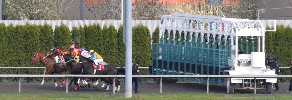 The field leaves the gate in the first race at 5½ furlongs. RACHEL CIAMPI, Reporter