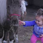 Kids play with ponies during Western Days at Reber Ranch