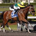 Eswan Flores guides Citizen Kitty to victory in the $50,000 Hastings Stakes for older fillies and mares at Emerald Downs on Saturday. COURTESY PHOTO, Emerald Downs