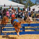 Animal-related entertainment at Petpalooza this year includes the All-Alaskan Racing Pigs for five shows. COURTESY PHOTO