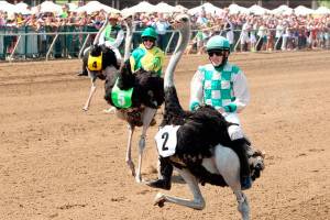 Camel, ostrich racing comes to Emerald Downs on Sunday | Notes