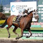 Stryker Phd, a two-time Horse of the Year, goes to the post in Sunday&rsquo;s sprint, the Budweiser Stakes. COURTESY PHOTO, Emerald Downs