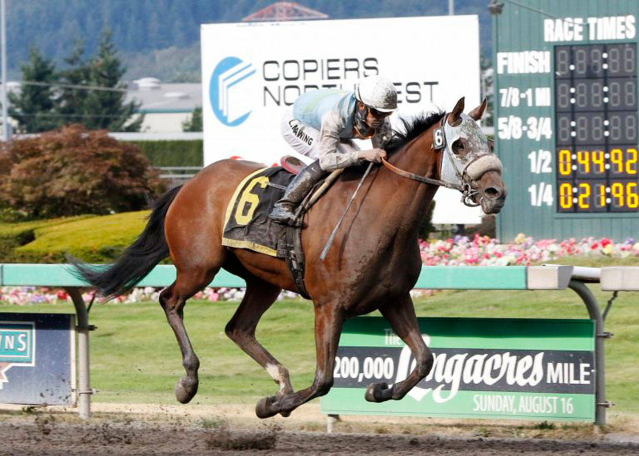 Stryker Phd, a two-time Horse of the Year, goes to the post in Sunday&rsquo;s sprint, the Budweiser Stakes. COURTESY PHOTO, Emerald Downs