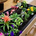 Seniors’ therapeutic horticulture takes root at Village Concepts in Auburn