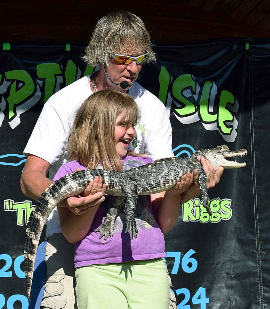 Don &ldquo;The Reptile King&rdquo; Riggs has Angelina Puskar, 8, hold his alligator, Lator, during festivities at Algona Days at Matchett Park last Saturday. RACHEL CIAMPI, Auburn Reporter