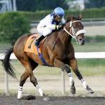 Mike Man&rsquo;s Gold, with Rocco Bowen in the saddle, rolled to victory in the $15,600 Rotary Club of South Tacoma Purse at Emerald Downs on Friday. The 7-year-old gelding has won all three of his starts this meet and leads active horses with 15 career wins at the Auburn track. COURTESY PHOTO, Emerald Downs