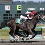 Jose Zunino guides Dustin&rsquo;s Passion to victory in Saturday&rsquo;s $9,000 Muckleshoot Casino Purse for 3-year-olds and up at Emerald Downs. COURTESY PHOTO