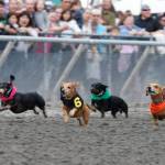 The popular Wiener Dog & Wiener Wannabe Races are part of Sunday&rsquo;s card. COURTESY PHOTO, Emerald Downs