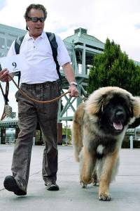 Dog days at the market | PHOTOS