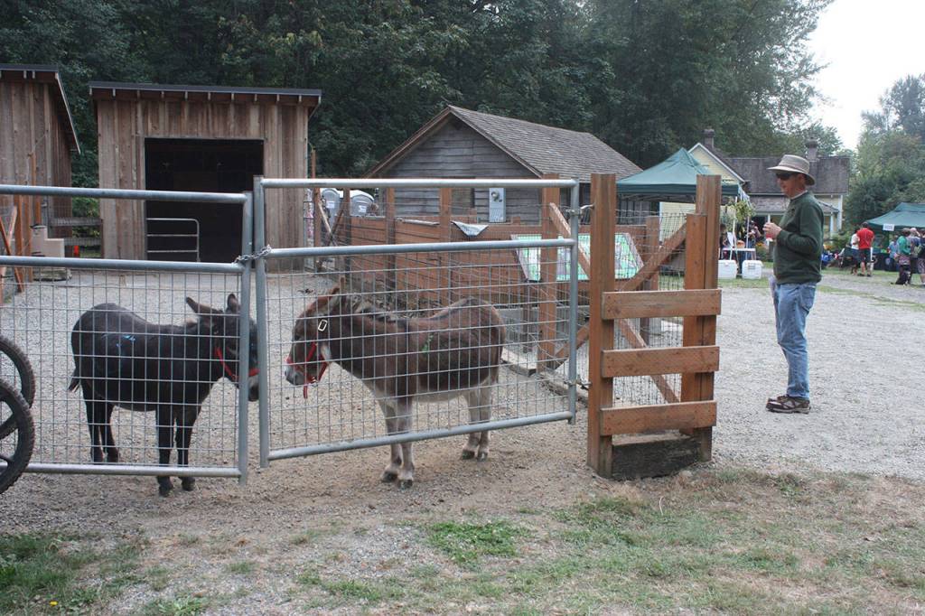 Friendly mini donkeys Pip and Stinger were stars of the stable. MARK KLAAS, Auburn Reporter