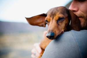 Finding comfort, support from a furry friend | AS I SEE IT