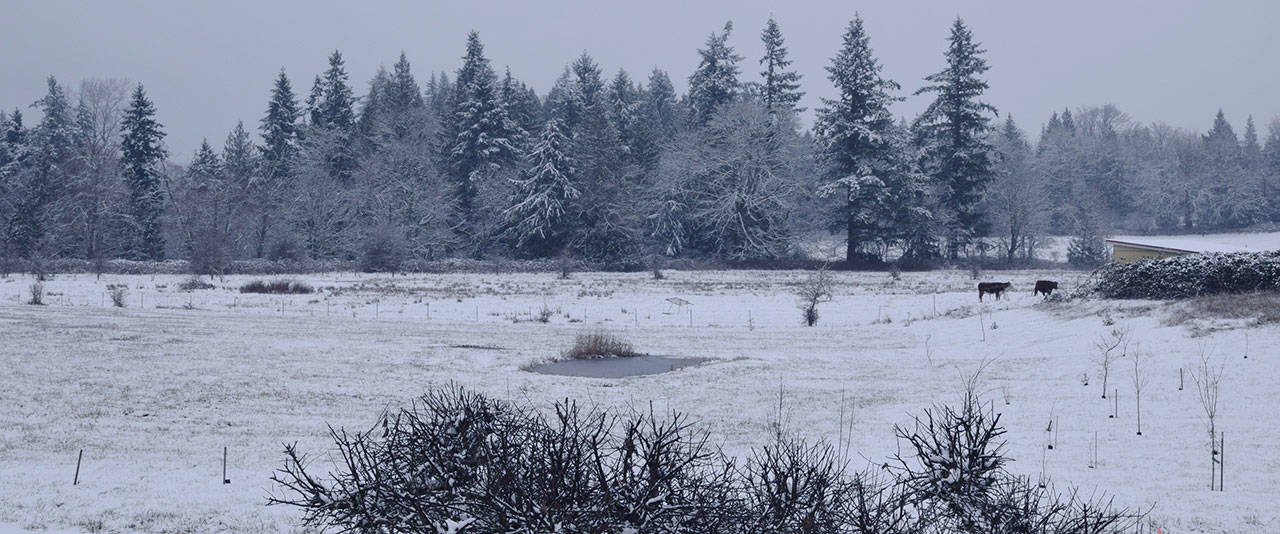 RACHEL CIAMPI, Auburn Reporter