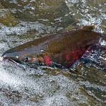 Poor salmon returns expected | Being Frank