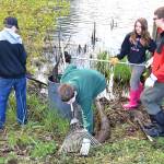 Boy Scout Troop 401 works to beautify at Mill Pond Park. RACHEL CIAMPI, Auburn Reporter
