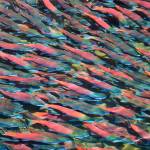 Cooperation spawns hope