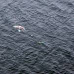 Crews work to free gray whale from fishing gear off La Push