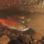 Kokanee salmon in Ebright Creek. U.S. Department of the Interior