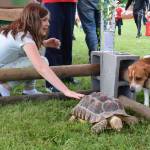 Aliyah Cottor and her curious dog Buster look at a tortoise during Petpalooza. RACHEL CIAMPI, Auburn Reporter