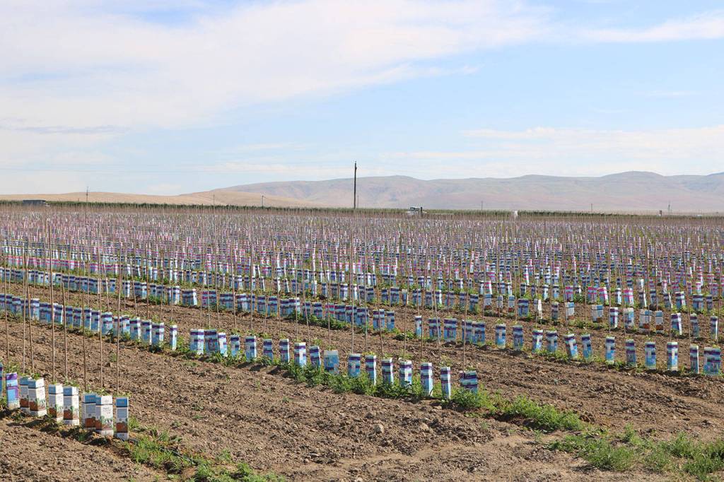 Fruit tree saplings are set in rows in the lower Yakima Valley. They are dependent on water partially from Kachess Lake, a popular destination for Puget Sound campers. Aaron Kunkler/Staff photo