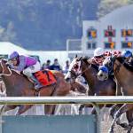 Whatwasithinking (No. 7) edges Vicentes Shadow (No. 6) to capture the $50,000 Auburn Stakes on Sunday. COURTESY TRACK PHOTO