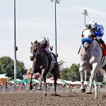 Dedicated to You, left, was promoted to first in the Budweiser Stakes after the race winner, Riser, was disqualified for interfering with another horse at the break at Emerald Downs on Sunday. COURTESY TRACK PHOTO