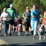 Runners, walkers, joggers and talkers take off at the start of last years Rover Romp at Roegner Park. RACHEL CIAMPI, Auburn Reporter