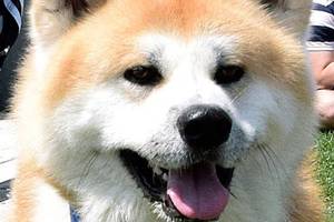 Dog Days at the market