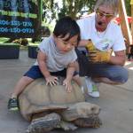 Don The Reptile King Riggs watches as 3-year-old Maddox Omana hops on Ramsy the tortoise during Riggs July 25 visit to Les Gove Park. His program aims to educate people – including children – and dispel myths about reptiles. He showcased some of the rarest and largest species, including Gakita, an albino Burmese python. The Kids Summerstages noon Wednesday outdoor series continues in August. Visit auburnwa.gov for more information. RACHEL CIAMPI, Auburn Reporter