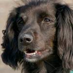 Senior dogs at Auburn Valley Humane Society fetch grant