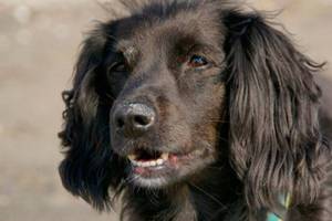 Senior dogs at Auburn Valley Humane Society fetch grant